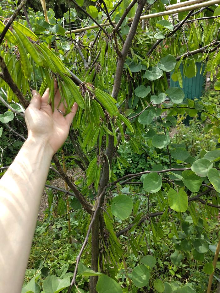 Cercis siliquastrum seed pods
