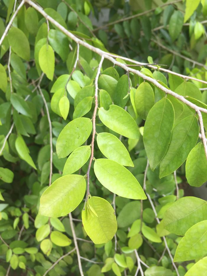 leaves