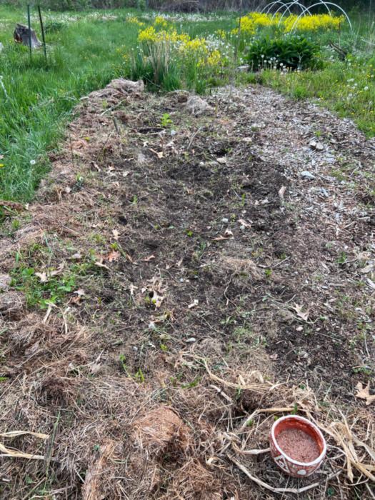 sort of weeded bed, hay and woodchips vie with soil for surface access