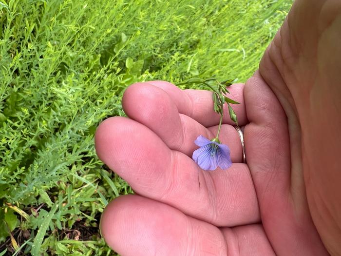 Flowers!