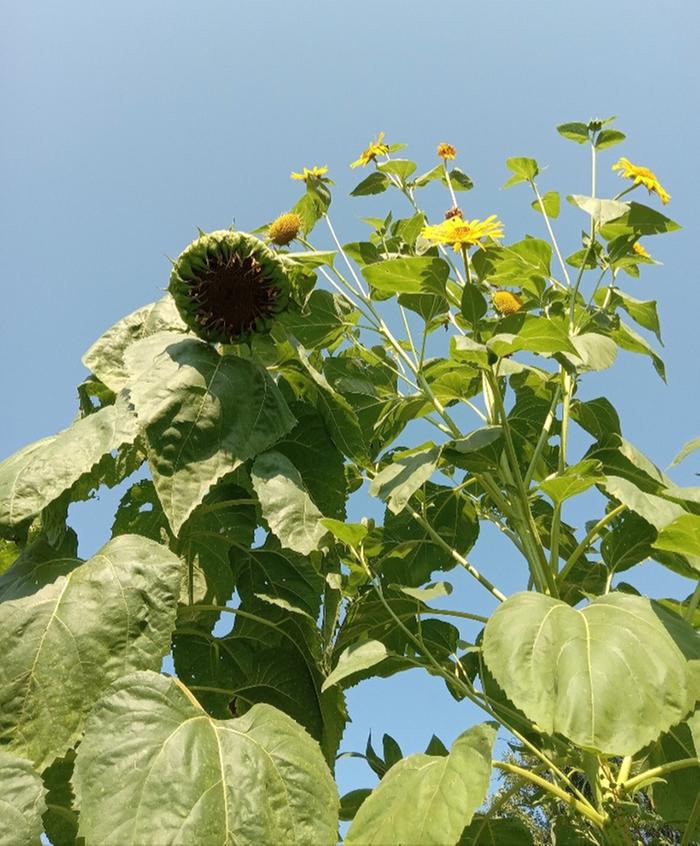 Branch architecture diff through nutrient management 