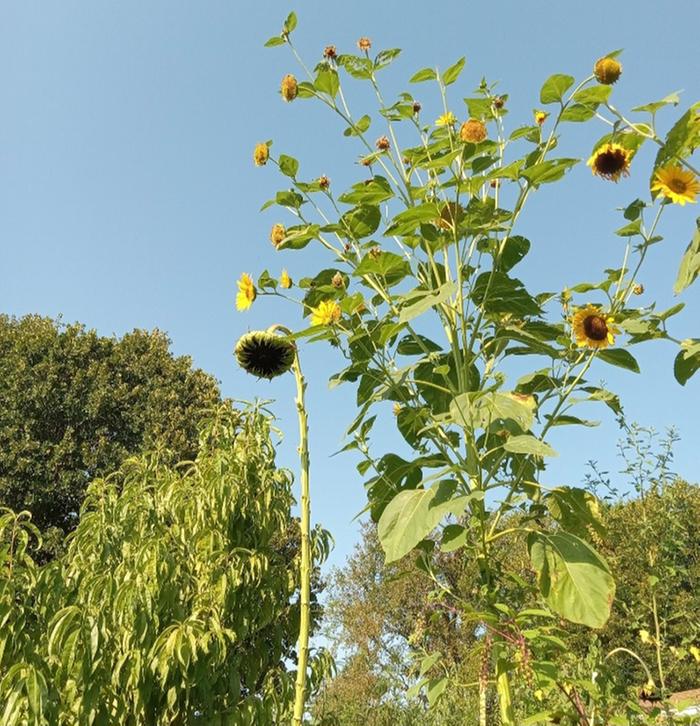 Black oil seed sunflower 