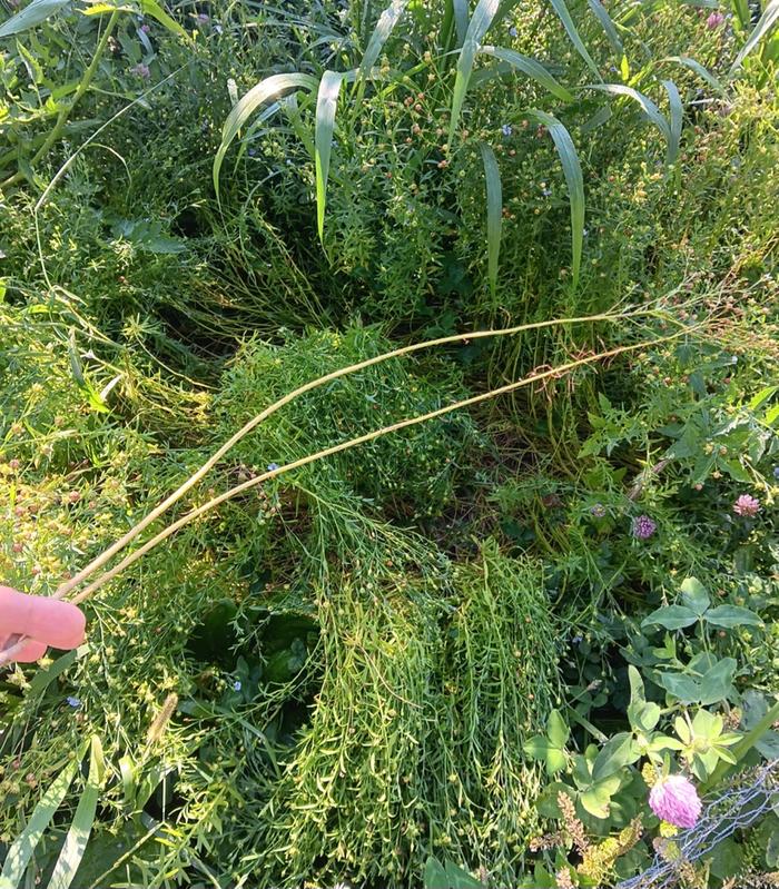 Culinary flax for fiber