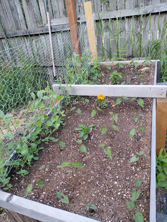 [Thumbnail for 20250603_070721.jpg]