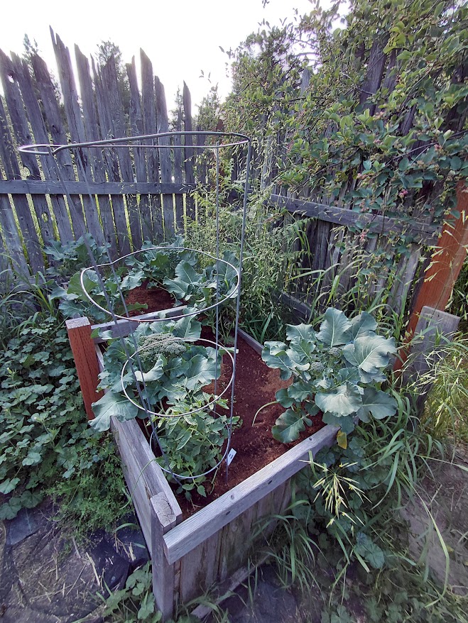 Broccoli and Tomatos 