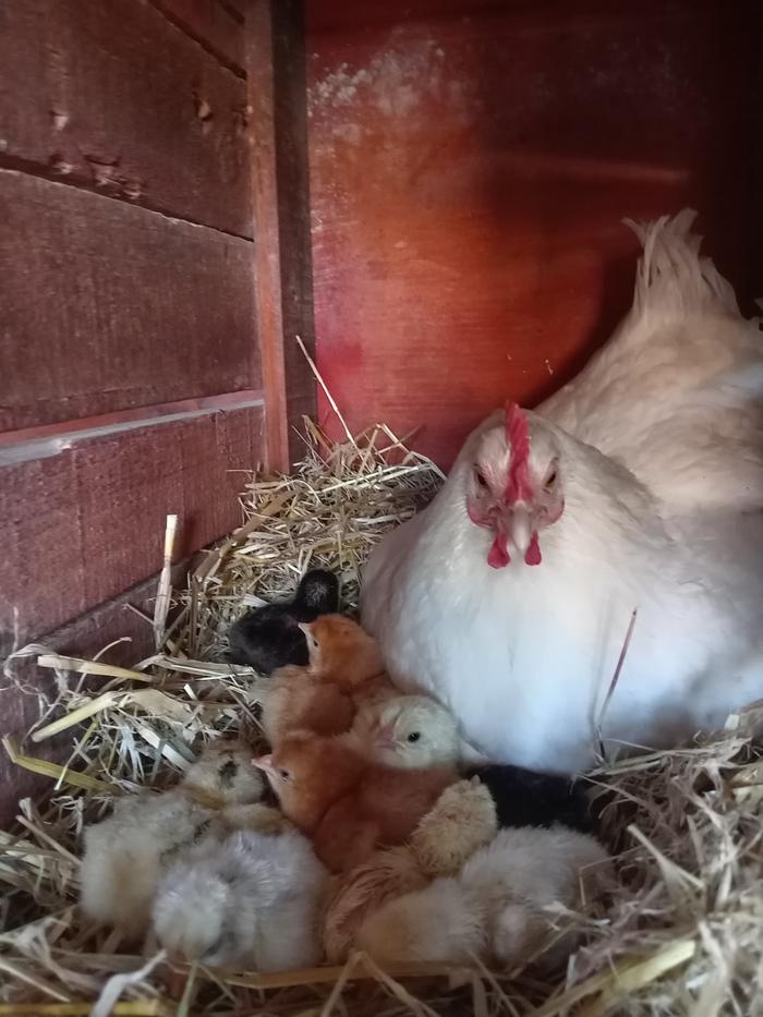 &amp;amp;amp;#91;broody hen chick raising.jpg&amp;amp;amp;#93;