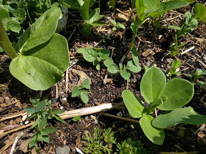Unidentified plants in fava bed