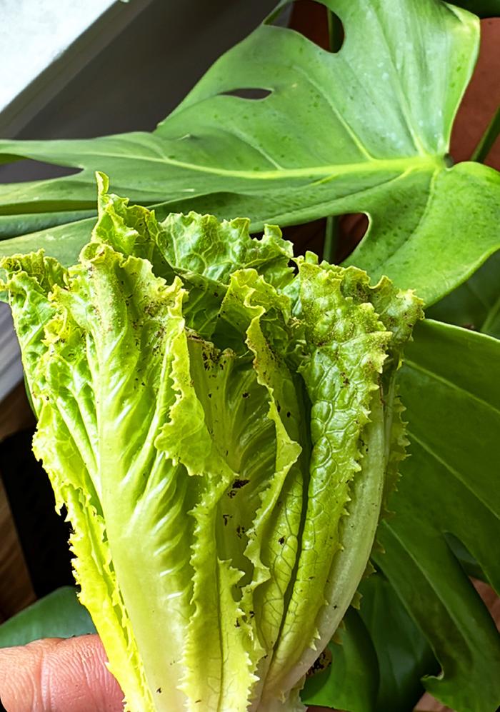 Veggies
