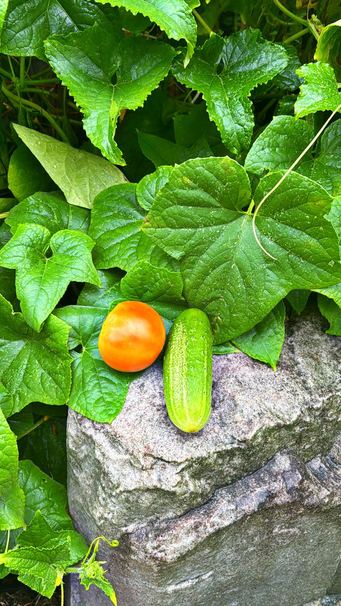 Veggies