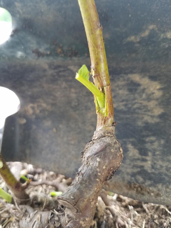 Waste no time inserting the bud