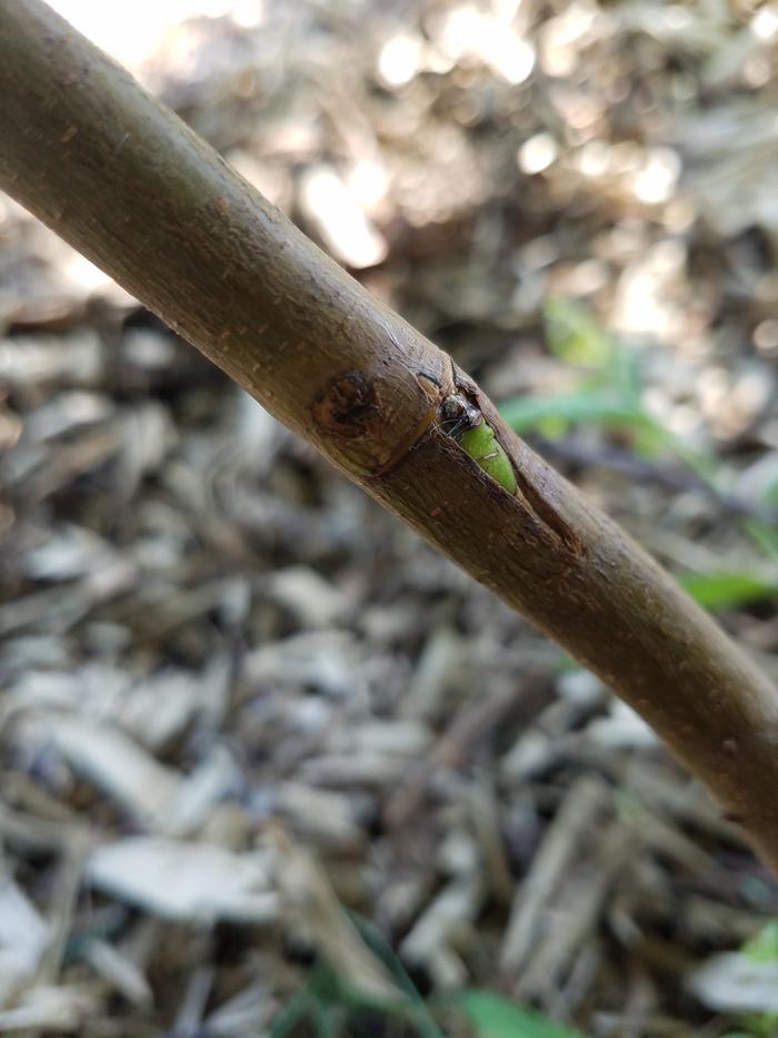 Healthy bud on inground tree branch
