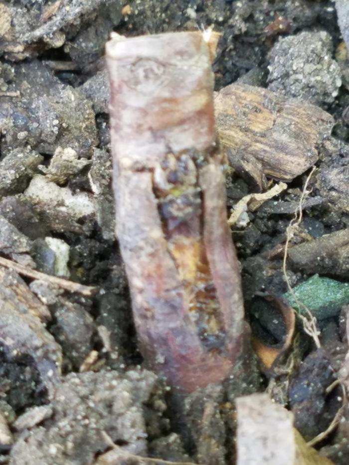 Hoping this bud will make it