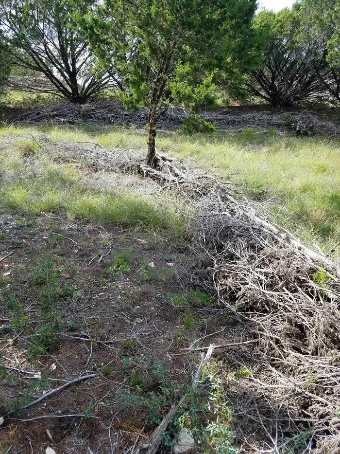 Topsoil is preserved behind the berm