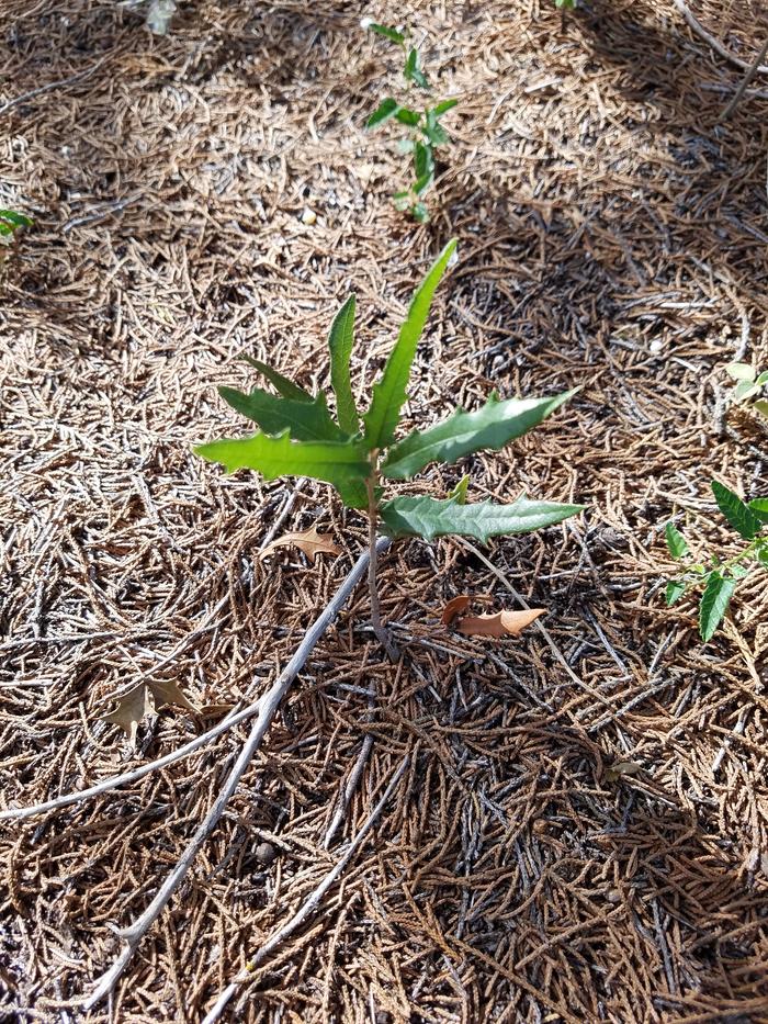 Native oak ...already there, with agarita and many other native species