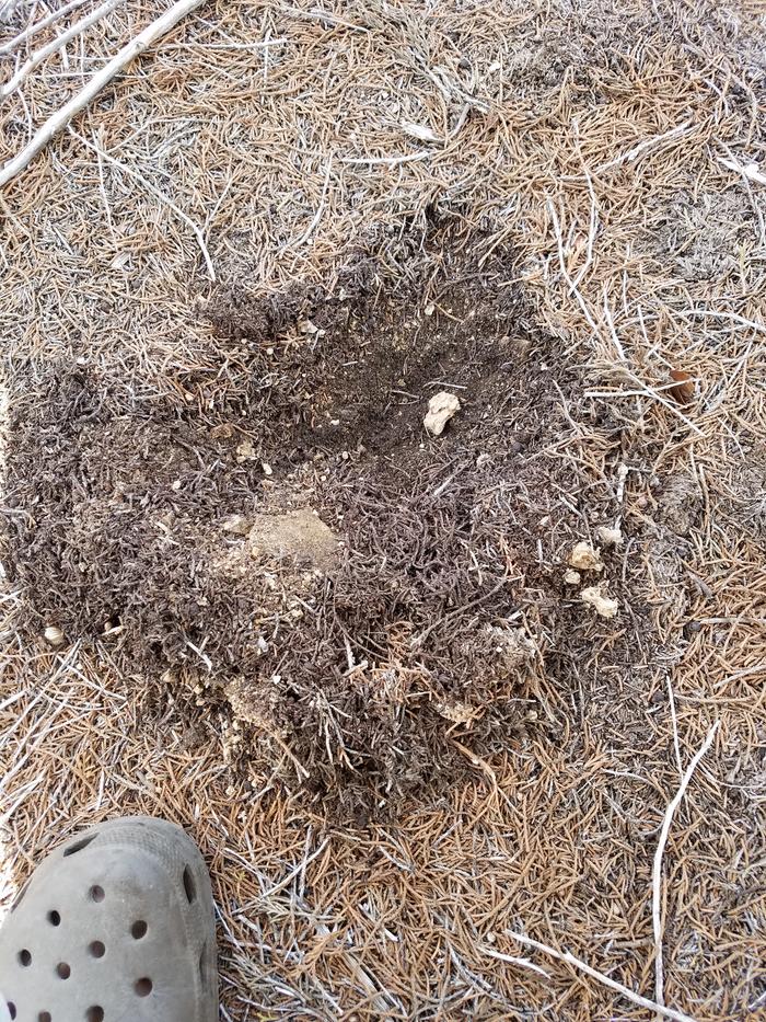 Close up of topsoil inside the protected area under the cedar