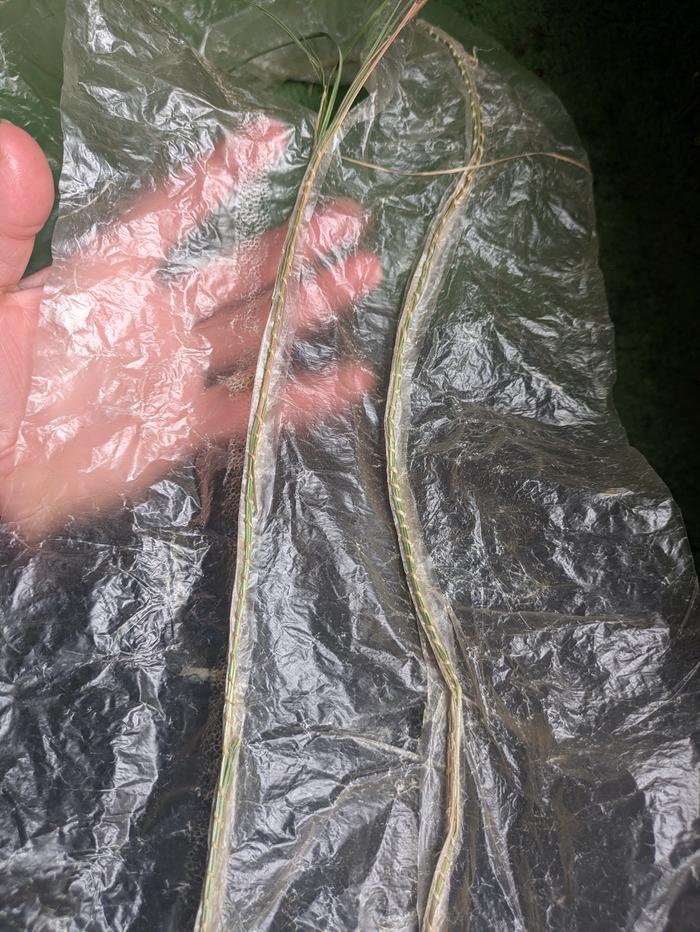 experimental waterproof garment sewn from bear intestines