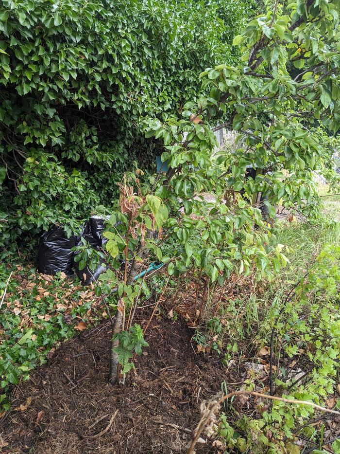 Pear tree, cultivated underneath then mulched with rough garden compost.