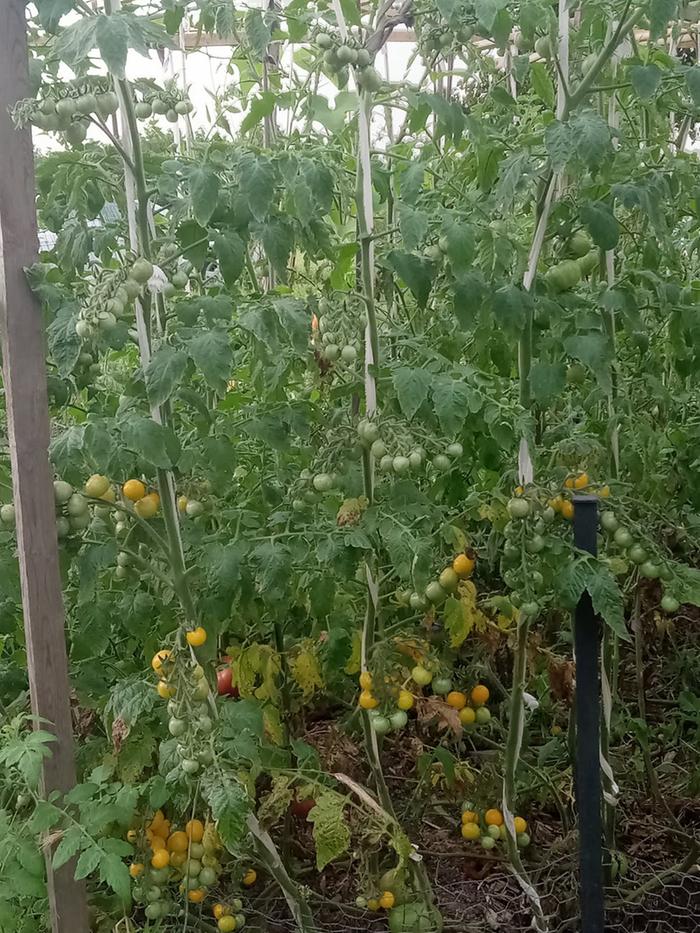 One cherry tomato plant