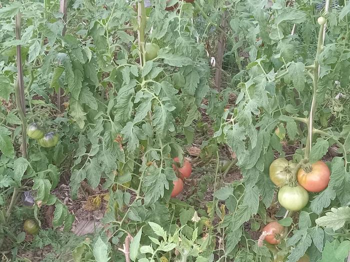 Two slicing tomatoes 