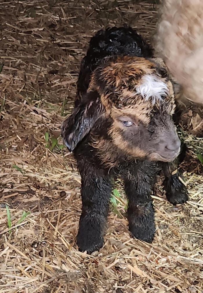 Still unnamed buckling, born June 2 (not yet sure about his future)