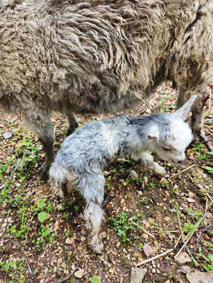 Muri (born after so much rain, she was practically born muddy) born today, June 10