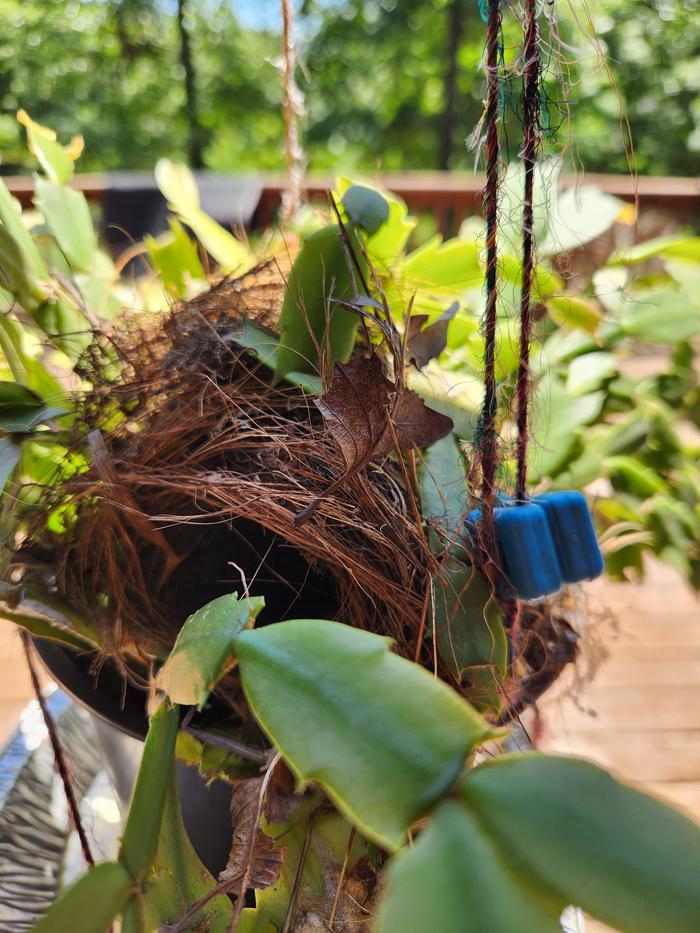It's a tiny nest!!