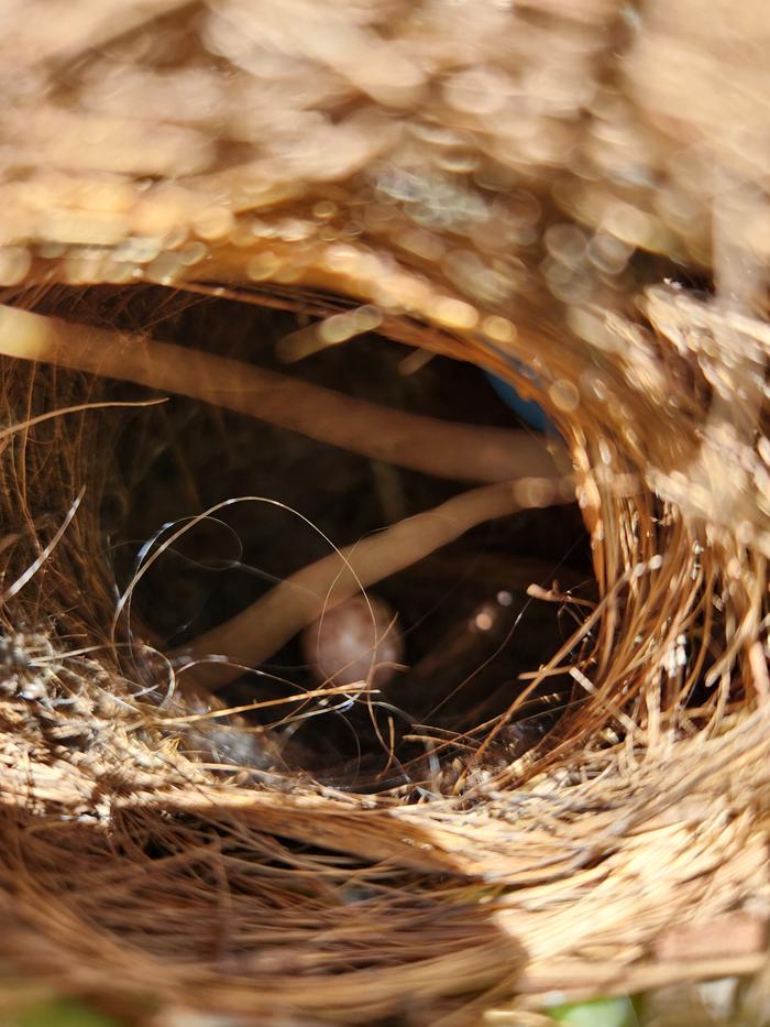 With a tiny egg!!