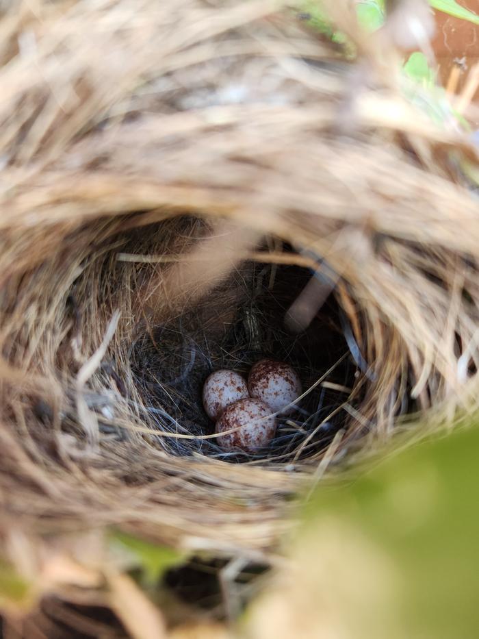Day 3 - Three tiny eggs!!