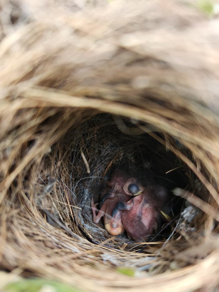 Aug 10 - They're hatching! 