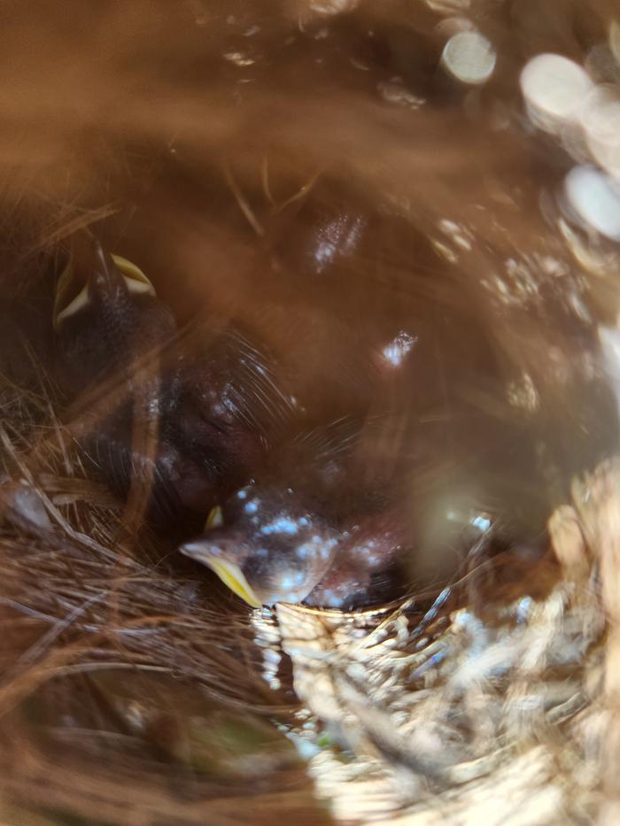 Aug 14 (today) - four napping baby birds!