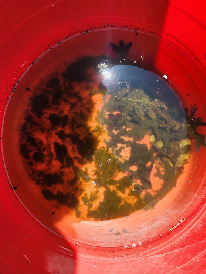 Zoom in - how many tadpoles can you count? (Hint - go in super close, around the detritus, where they live to hide!)
