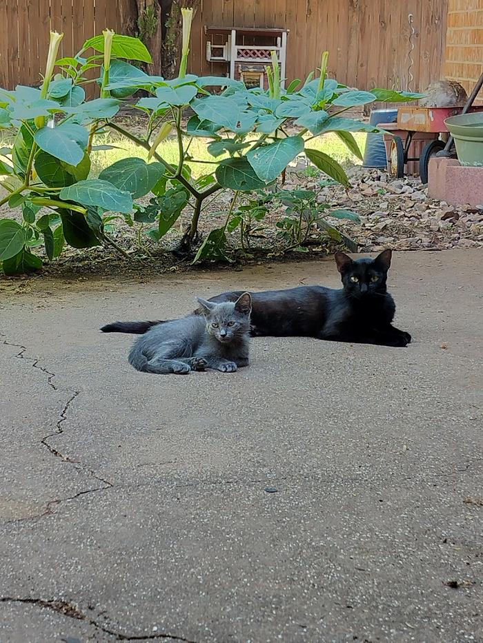 &amp;#91;catMama-and-son.jpg&amp;#93;