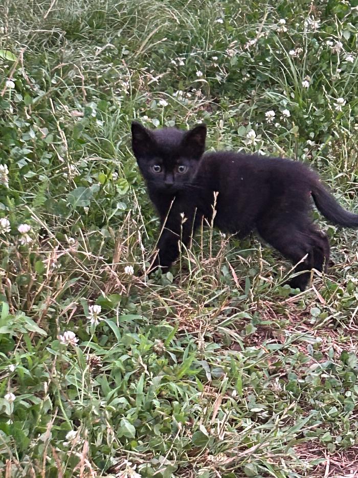 Tiny guy found by the side of the road in a rain storm. Now called Kilmowski.