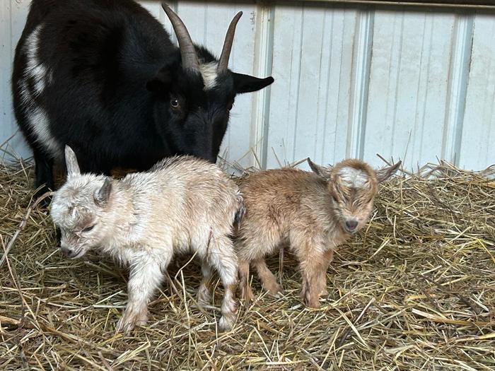 Pip and Tiny Tim born back in January. 