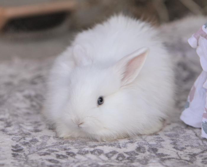 &amp;#91;Mini-Angora baby bunnies.jpg&amp;#93;