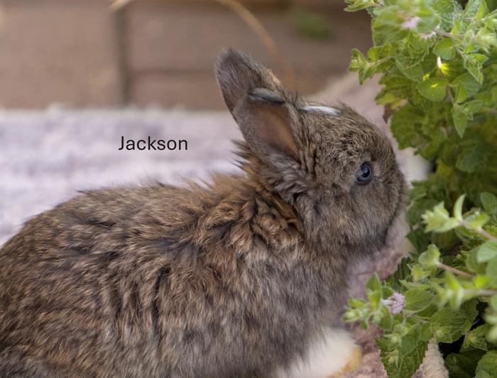 &amp;#91;Mini-Angora baby bunniesJackson.JPG&amp;#93;