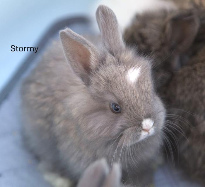 &amp;#91;Mini-Angora baby bunniesStormy.JPG&amp;#93;