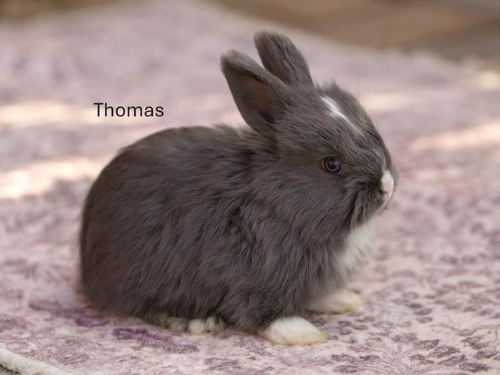 &amp;#91;Mini-Angora baby bunniesThomas.JPG&amp;#93;