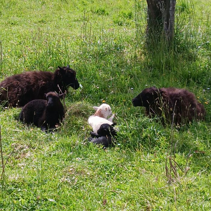 &amp;#91;ouessantlambs.jpeg&amp;#93;