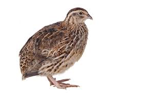 [Thumbnail for quail.jpg]