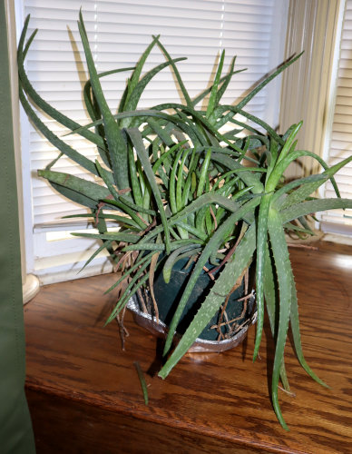 pot of crowded aloe vera needing repotting