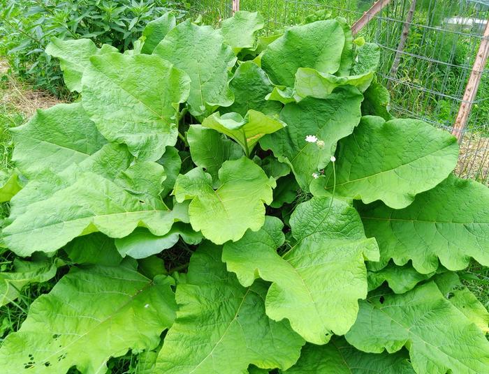 burdock, arctium lappa