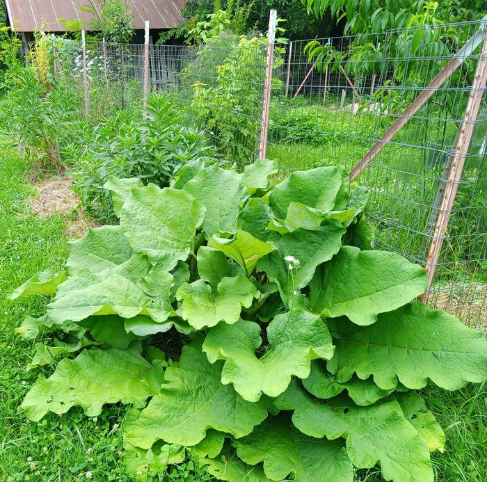 burdock, arctium lappa