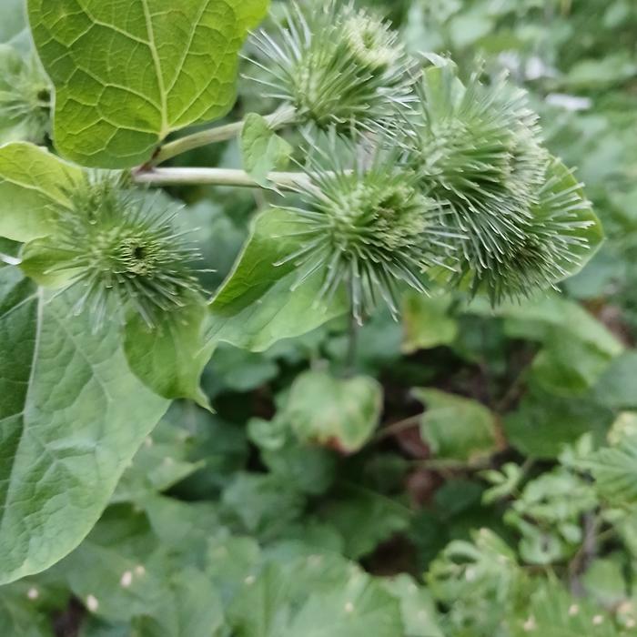 [Thumbnail for 20250612_195408.jpg]