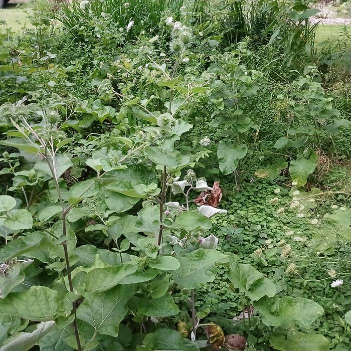 [Thumbnail for 20250612_195319.jpg]