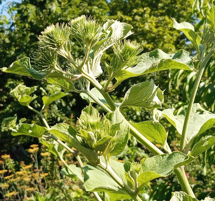 burdock going to seed