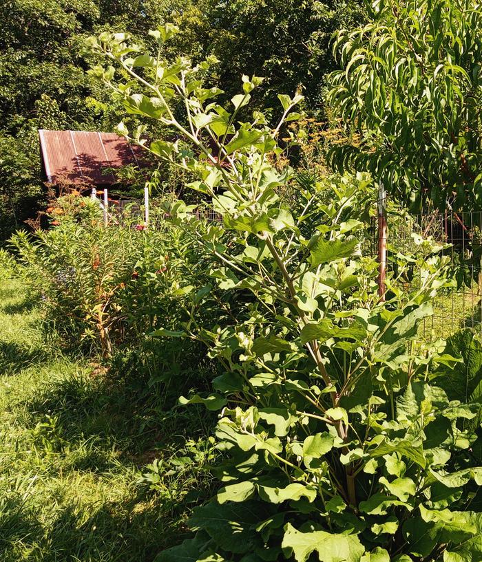 burdock going to seed