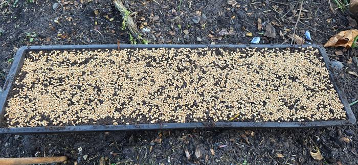 Freshly sown wheat t