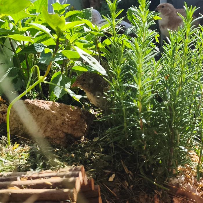 Quail and herbs