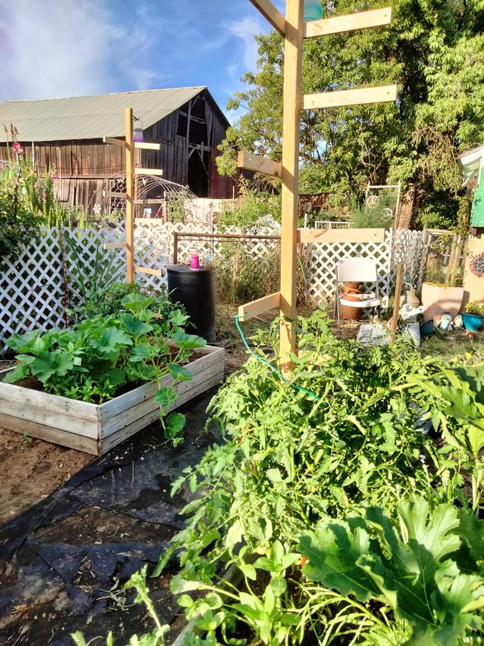 Wood tomato cages 